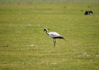 Jufferkraanvogel (demoiselle crane) (Grus virgo) op weg naar Orkhon Falls 16-08-2016 (1)